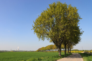 Frühling im Ruhrgebiet; Radweg nach Lünen nördlich von Dortmund