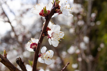 Soft pastel color, Beautiful cherry flowers closeup