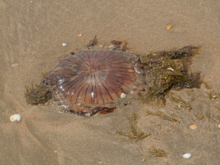 Medusa muerta en la playa de Punta Umbría / Dead jellyfish on the Punta Umbría beach. Huelva. Andalucía