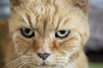 Portrait einer Katze mit rotbraunem Fell.