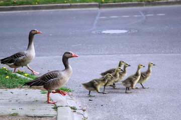 Eine Familie Graugänse mit ihrem Nachwuchs überquert eine Straße.