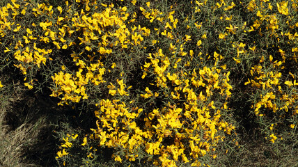 Blooming thorny shrub in the mountains of Spain. Yellow flowers. Ulex europaeus