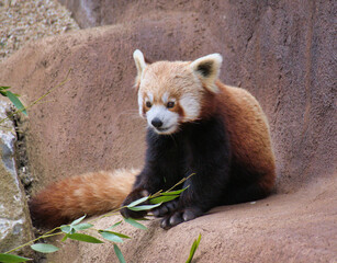 Red Panda