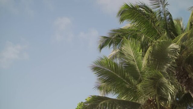 Green palm tree leaves blow slowly in the wind in tropical island with blue sky. Coconut tall palm tree with large leaves move in slow motion. Background vacation or holiday calm and relaxing