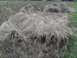 harvested rice field