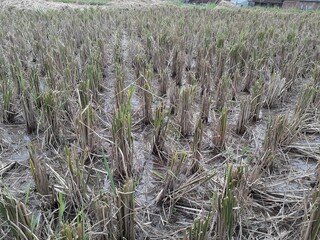 harvested rice field
