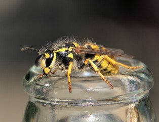 Wasp