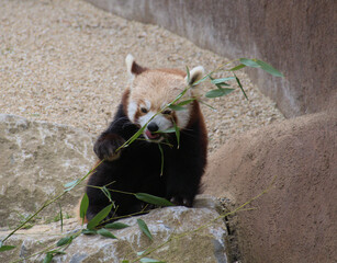 Red Panda