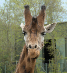 Portrait of a giraffe