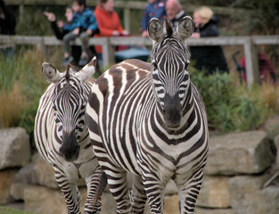 Zebra