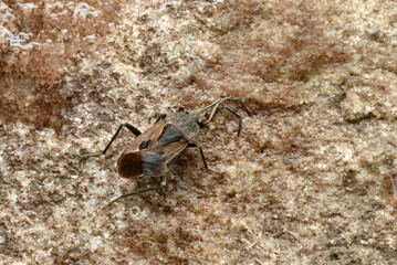 Ground bug Lygaeidae family of bugs Pentatomomorpha