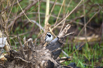 Common Gray Wagtail Motacilla alba