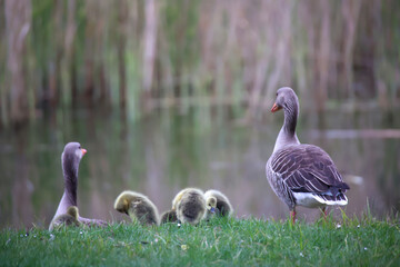 Eine Familie Graugänse mit ihrem Nachwuchs an einem Teich.
