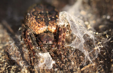 Nahaufnahme einer Spaltenkreuzspinne auf einem Stück Baumrinde sitzend.
