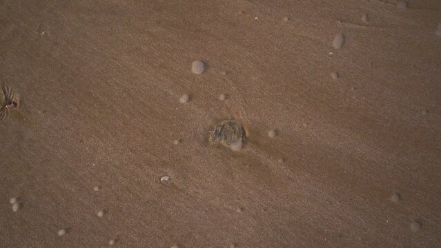 vague et coquillage
