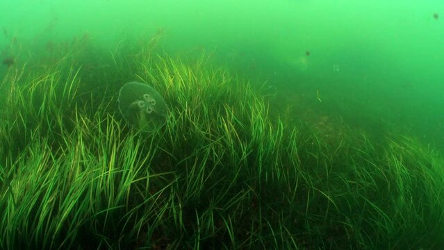 Underwater shot of Aurelia aurita (also called common jellyfish, moon jellyfish, moon jelly or saucer jelly) floating near the bottom of Baltic Sea, Estonia.