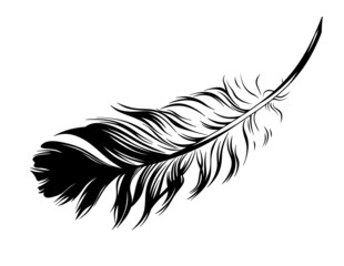 
Feather. Feather illustration on white background.