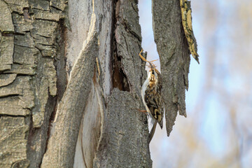 Ein Gartenbaumläufer, Certhia brachydactyla bringt Nistmaterial zur Nisthöhle
