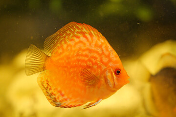 Portrait eines schönen farbigen Diskus Diskusbuntbarsch in einem Schwarzwasser Aquarium.
