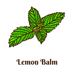 Hand drawn vector illustration of lemon balm isolated on white background.