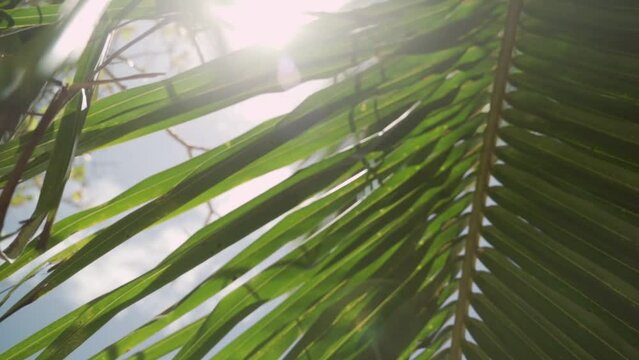 Sun shines through coconut palm tree leaves under blue sky and flare camera. Sun rays in tropical island during vacation or holiday. Relaxing and beautiful peaceful and calm in summertime. Green leaf