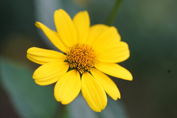 夏の松尾大社のひまわり