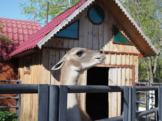 brown llama with a white face looks straight forward with one ear up, and a mouthful of hay