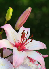 Colorful lily flower isolated om green background.