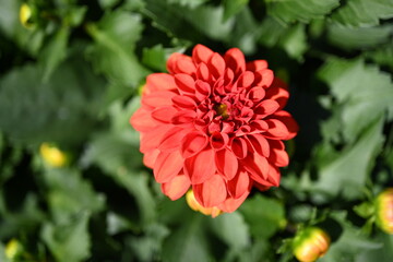 Dahlia flower garden in summer.  dahlia flower in a flower bed. Close-up