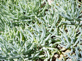 green succulent nature background of cactus plant