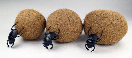 Three Sacred scarab beetles rolls the balls. Isolated on white. Scaracaeus.Coleoptera. Insects.  - obrazy, fototapety, plakaty