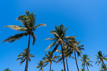 summer vacation with palm trees on blue sky background, low angle