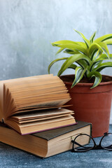 Still life with old book and potted plant on a desk. Grey background with copy space. Education concept. 