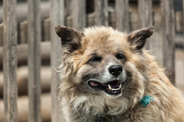 Close up portrait of fair haired big country dog laying on the roof of its doghouse with a wooden fence on the background