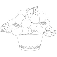 Coloring page with hibiscus flowers in garden pot. Vector illustration