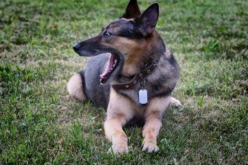 A German Shepherd dog is resting after a walk on the grass in summer