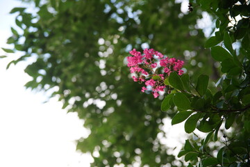 夏の夕暮れの百日紅