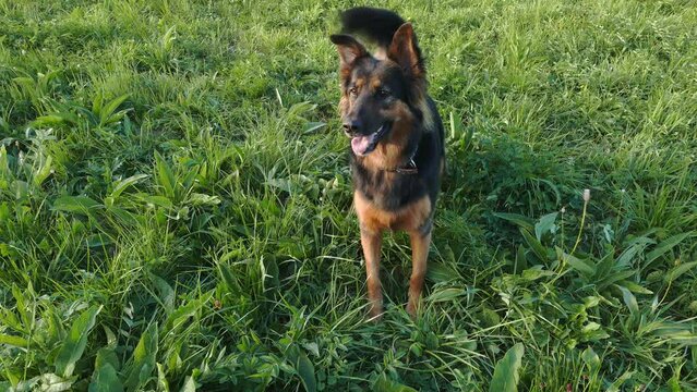A cheerful dog on the grass is playing with a toy. Eager to throw a freesbee or a ball. Funny young German Shepherd.