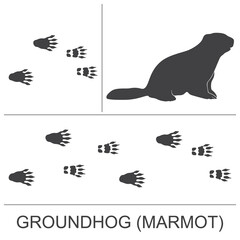 Silhouette of a groundhog(marmot) and prints of hind and fore paws. Vector illustration.