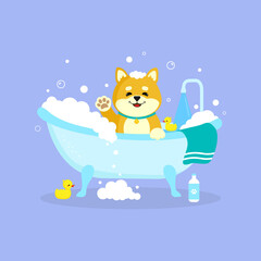 shiba-inu in the bath