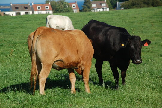 cows 