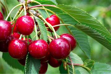 Red Cherries hanging on a cherry tree branch.
