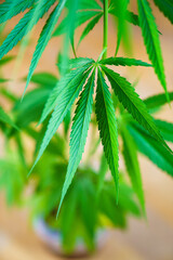 Cannabis or marijuana plant leaves. Medicinal and antidepressant medicinal plant marijuana