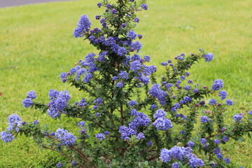 Ceanothus Dark Star Shrub also known as California lilac or Soap bush with its deep blue purple flowers and ovate leaves - 504375887