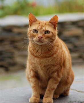 ginger cat 