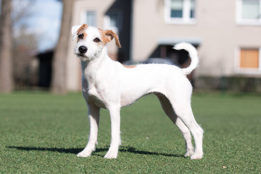 Summer portrait of funny smiling white parson russell terrier with sable markings on a face. Cute and friendly small family parson terrier dog pet standing outside with background of green grass