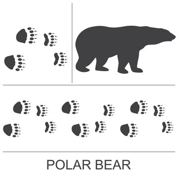 Silhouette of a polar bear and prints of hind and front paws. Vector illustration.