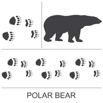 Polar Bear Paw Print Actual Size Polar Bears Have Giant Paws