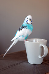 Blue budgerigar sits on a beige cup and looks at the camera