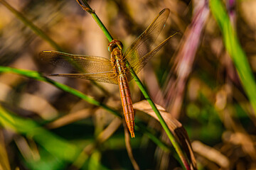 dragonfly on a grass close up